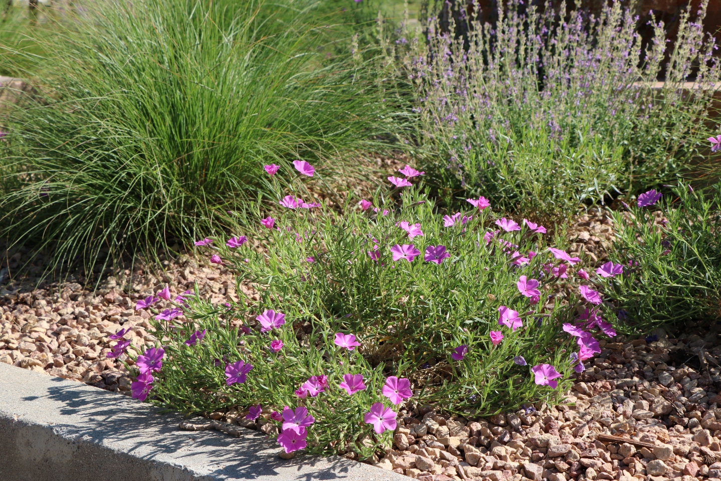 Santa Fe Phlox
